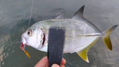メッキの釣果
