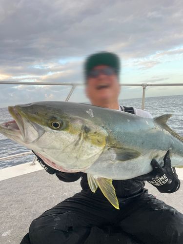 ヒラマサの釣果