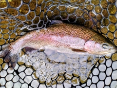 レインボートラウトの釣果