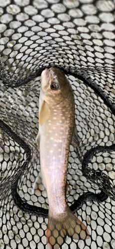 エゾイワナの釣果