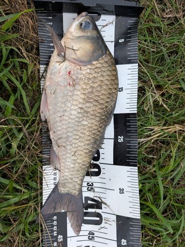 ヘラブナの釣果