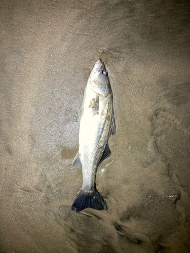 新舞子海岸（いわき）