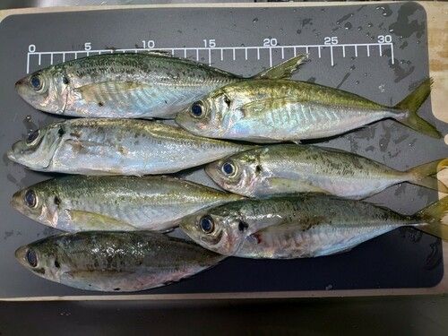 アジの釣果