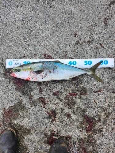 釣果