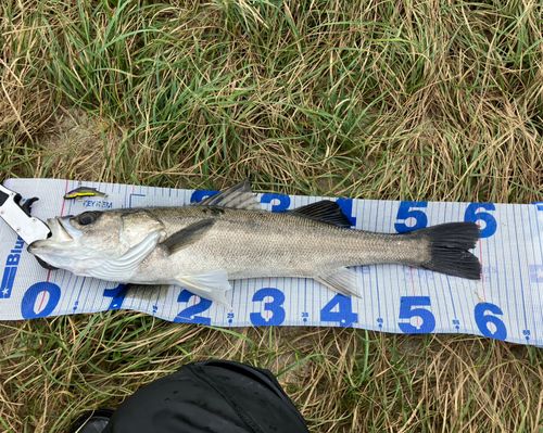 フッコ（マルスズキ）の釣果
