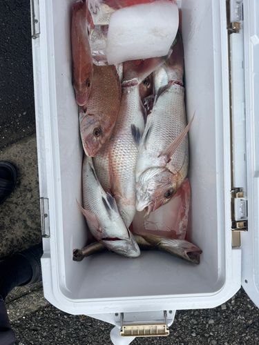 マダイの釣果