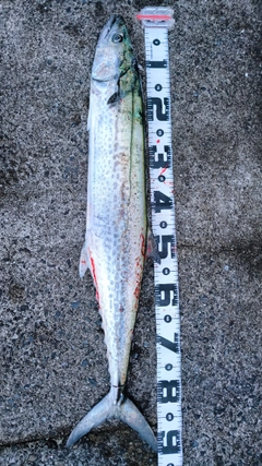 サワラの釣果