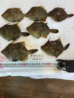 カワハギの釣果