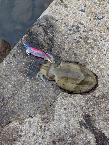 コウイカの釣果
