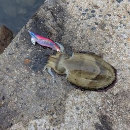 コウイカ