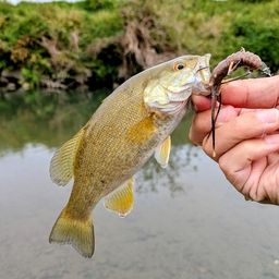 スモールマウスバス