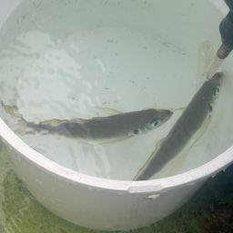 アジ