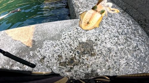 鹿児島湾北部