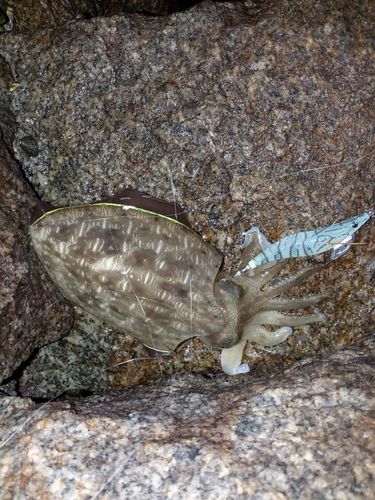 コウイカの釣果