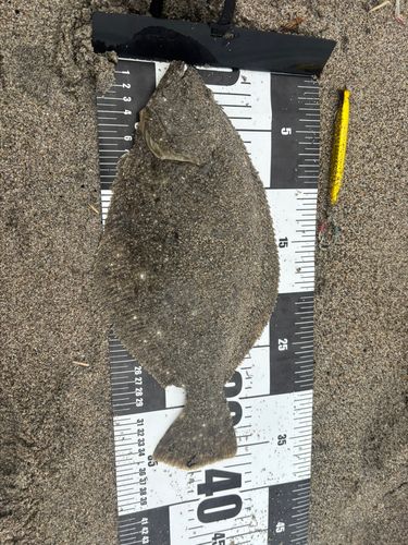 ソゲの釣果