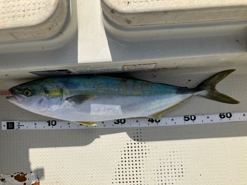ワラサの釣果