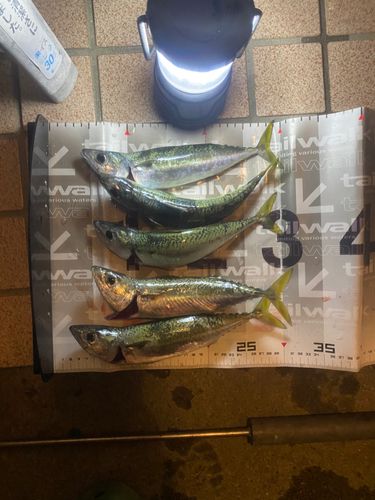 マサバの釣果