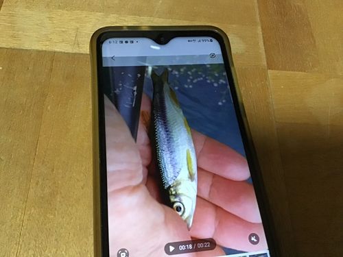 カワムツの釣果