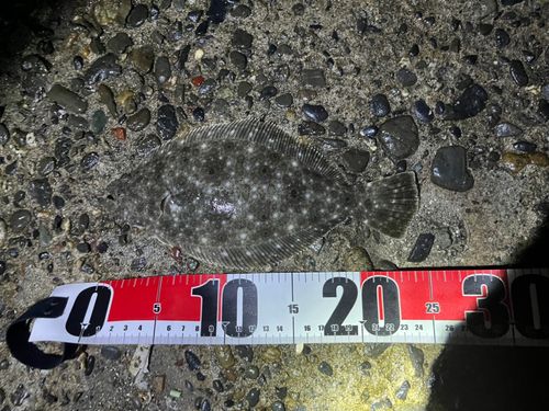 ソゲの釣果