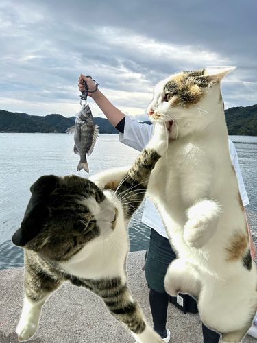 チヌの釣果