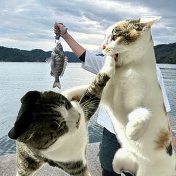チヌ