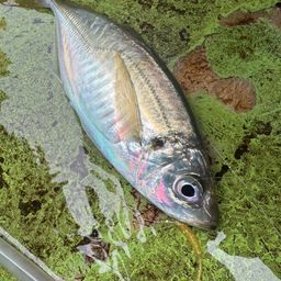 アジ