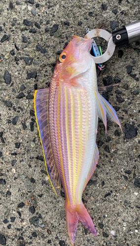 イトヨリダイの釣果