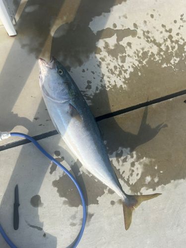 ブリの釣果