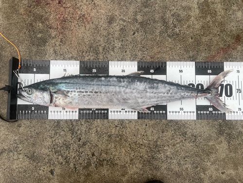 サワラの釣果