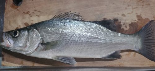 ヒラスズキの釣果