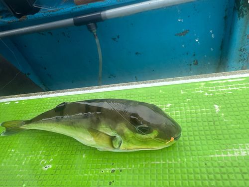 シロサバフグの釣果