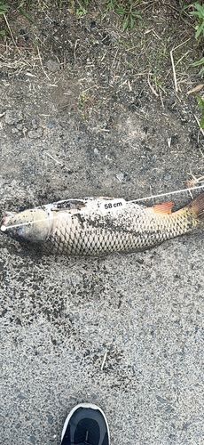 コイの釣果