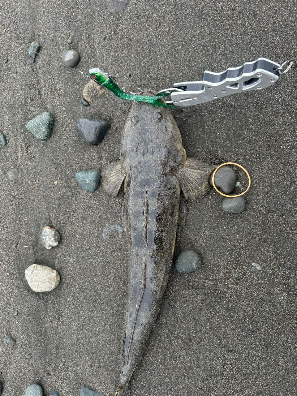 マゴチ