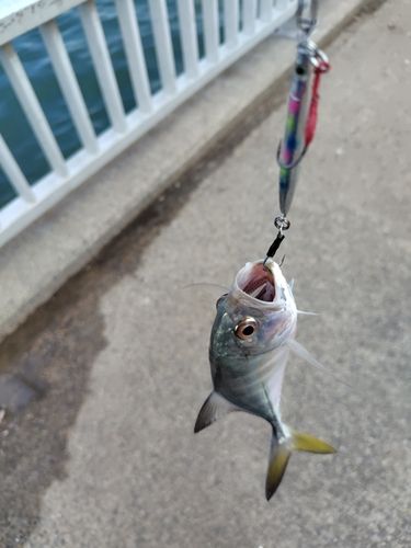 知多湾