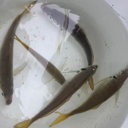 アジ