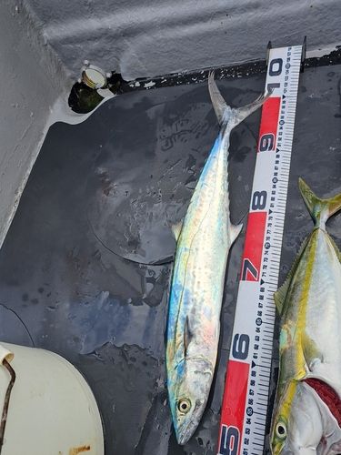 サゴシの釣果