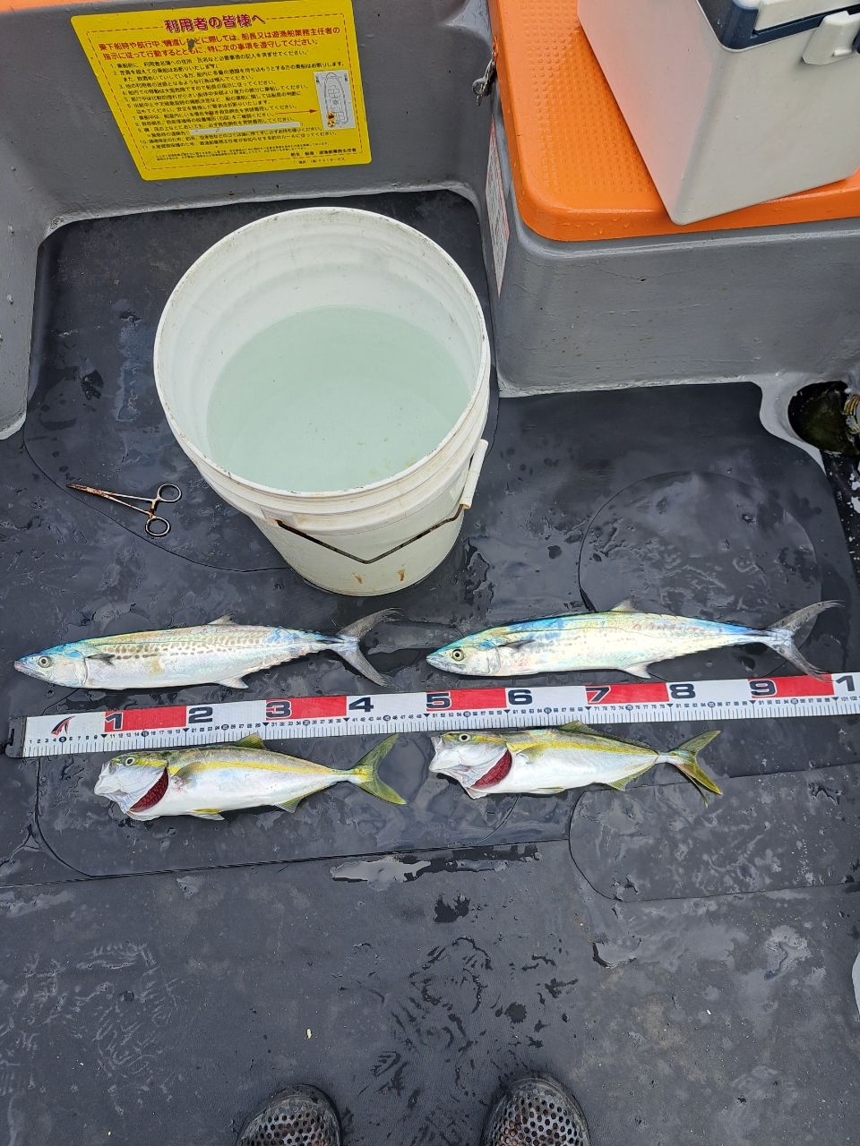 スプリングサンさんの釣果 2枚目の画像