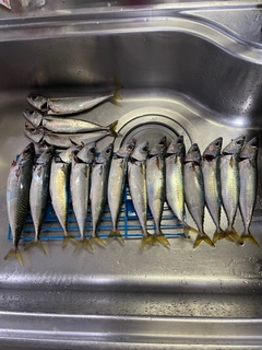 サバの釣果
