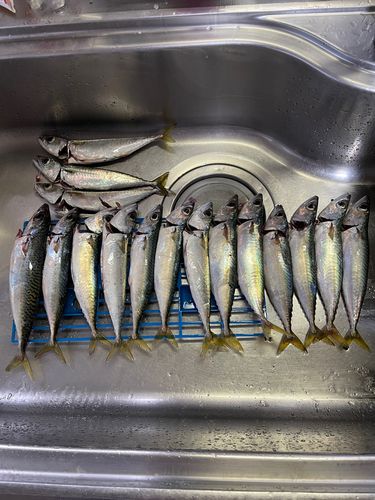 サバの釣果