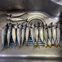 サバ