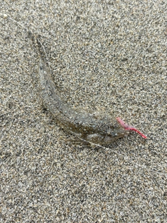 メゴチの釣果