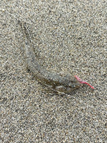 メゴチの釣果