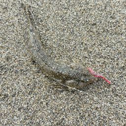 メゴチ