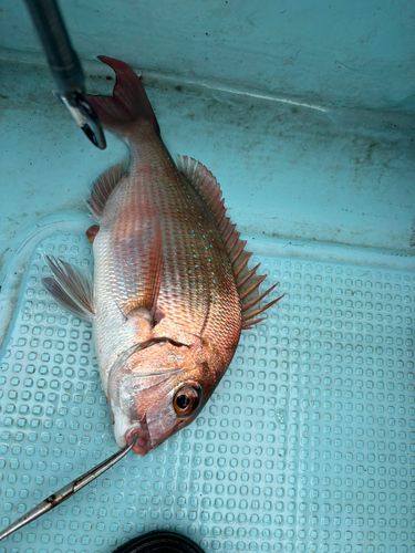 マダイの釣果