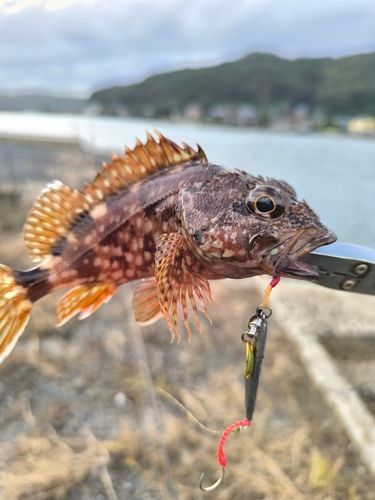 カサゴの釣果