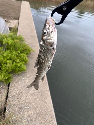 ニゴイの釣果