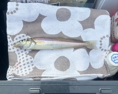 キスの釣果