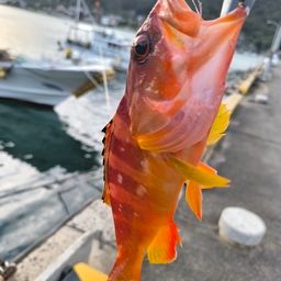 アカハタ