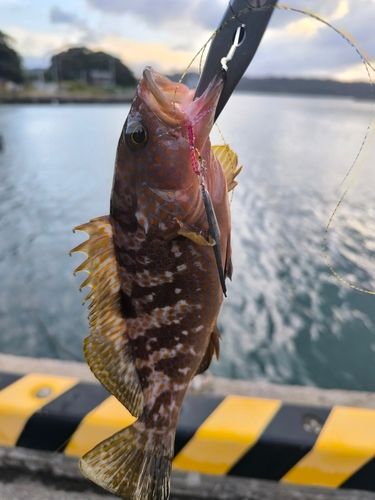 キジハタの釣果