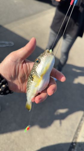 クサフグの釣果